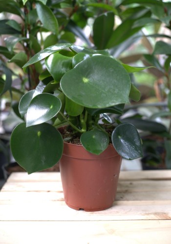 Peperomia polybotrya Raindrop (1)