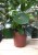 Peperomia polybotrya Raindrop (1)