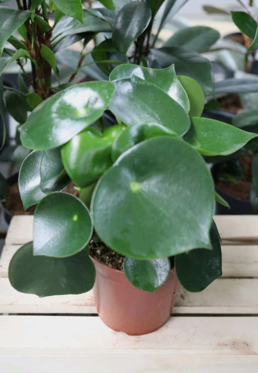 Peperomia polybotrya Raindrop (1)Peperomia polybotrya Raindrop to kompaktowa roślina doniczkowa o mięsistych, zielonych liściach w kształcie kropli – idealna do domu i biura.