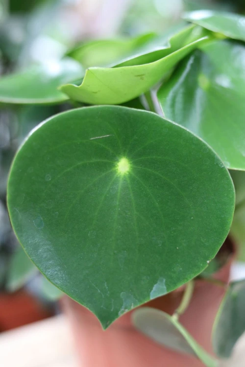 Peperomia polybotrya Raindrop
