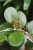 hoya australis na kole (4).JPG