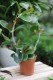 hoya australis na kole (1).JPG