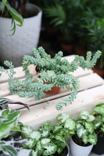 sedum burrito (3).JPG