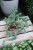 sedum burrito (4).JPG