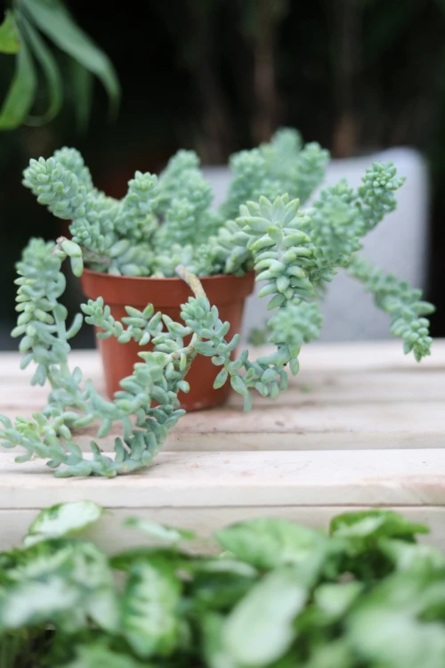 sedum burrito (5).JPG