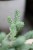 sedum burrito (1).JPG