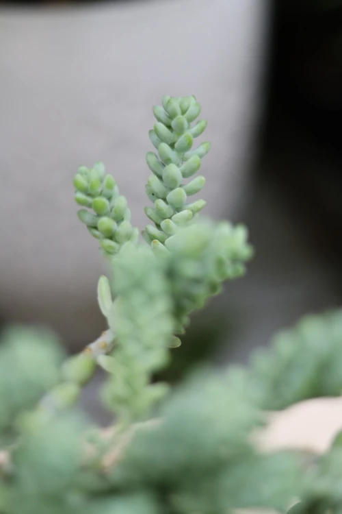 sedum burrito (1).JPG