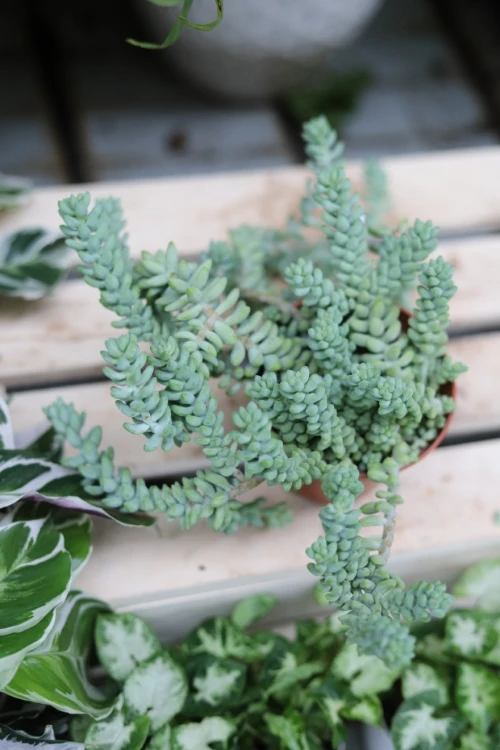sedum burrito (2).JPG