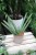 sansevieria handshake (4).JPG