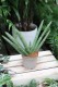sansevieria handshake (4).JPG