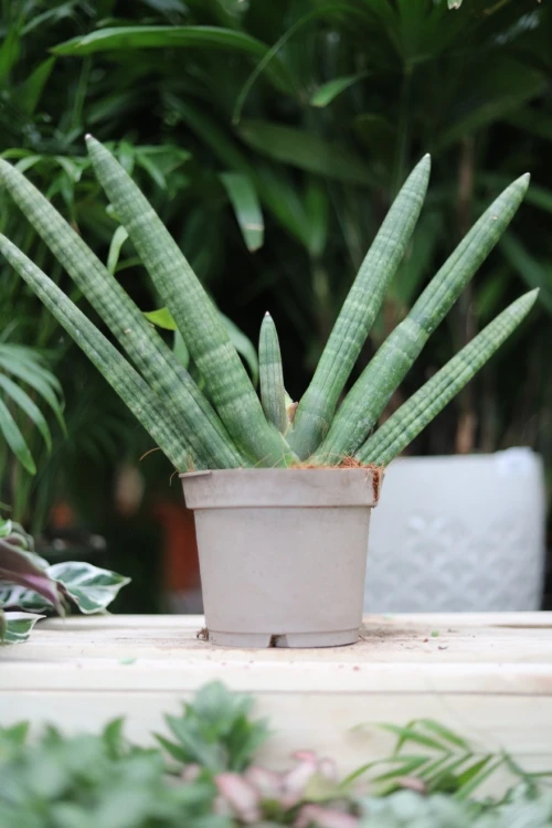 sansevieria handshake (5).JPG