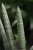 sansevieria handshake (2).JPG
