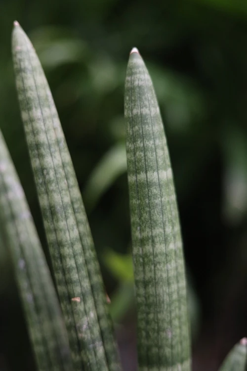 sansevieria handshake (2).JPG