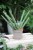sansevieria handshake (3).JPG