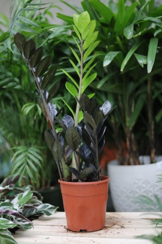 zamioculcas raven  (1).JPG