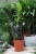 zamioculcas raven  (1).JPG