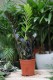 zamioculcas raven  (1).JPG