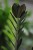 zamioculcas raven  (2).JPG