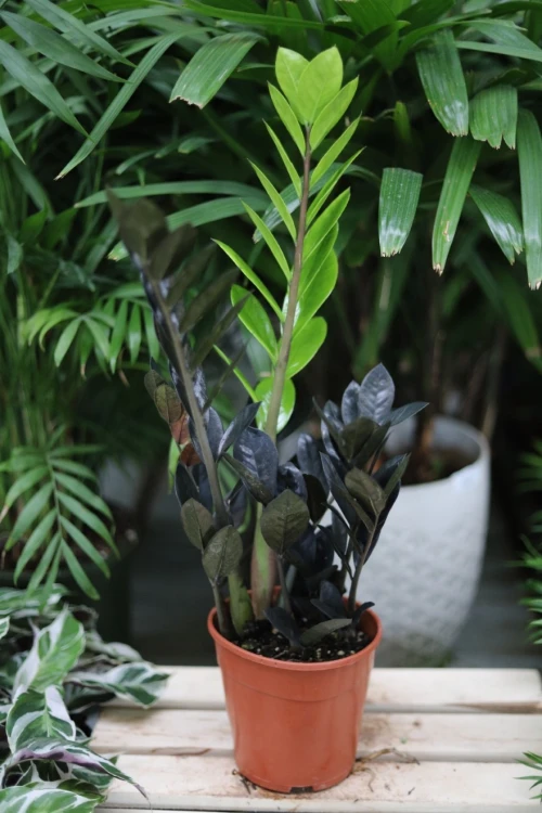 zamioculcas raven  (3).JPG