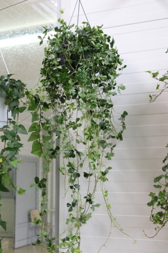 parthenocissus striata verona vein xl (1).JPG