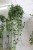 parthenocissus striata verona vein xl (1).JPG