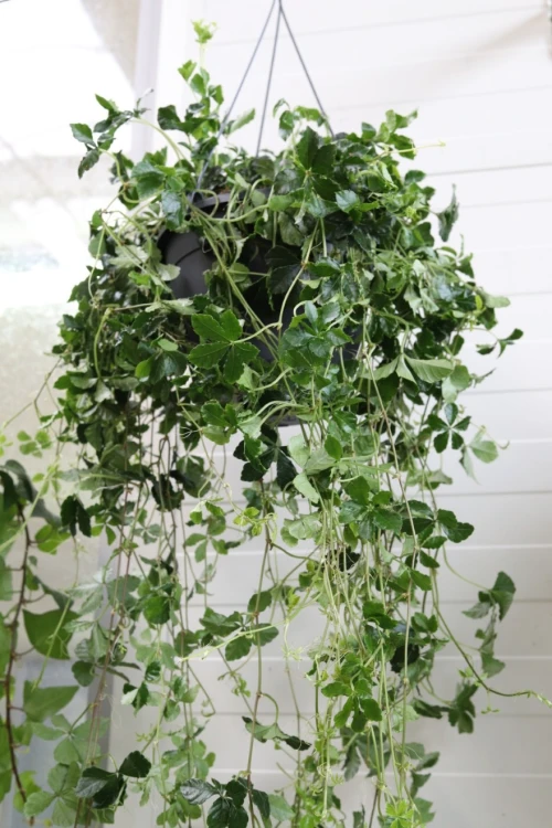 parthenocissus striata verona vein xl (2).JPG