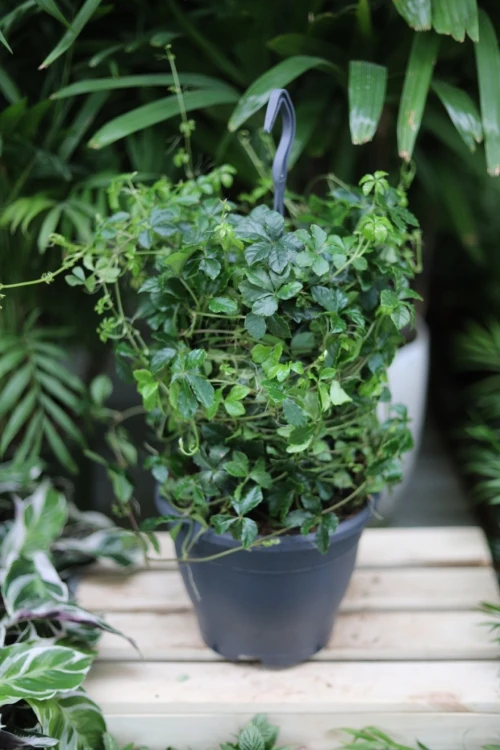 parthenocissus striata verona vein xl (3).JPG