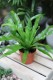 asplenium antiquum (3).JPG