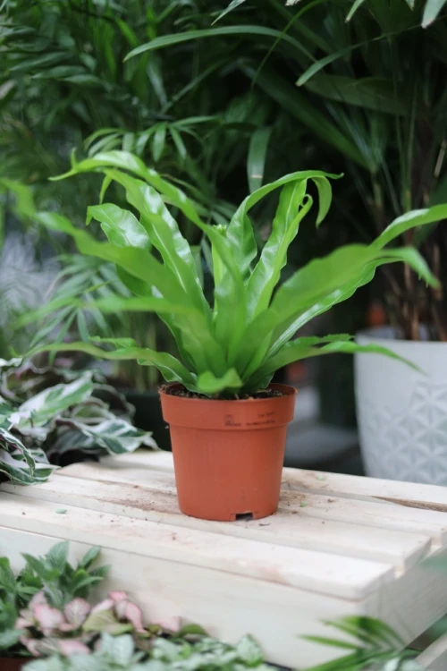 asplenium antiquum (4).JPG
