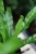 asplenium antiquum (1).JPG