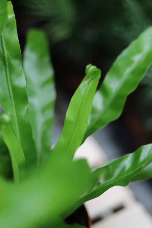 asplenium antiquum (1).JPG