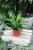 asplenium antiquum (2).JPG