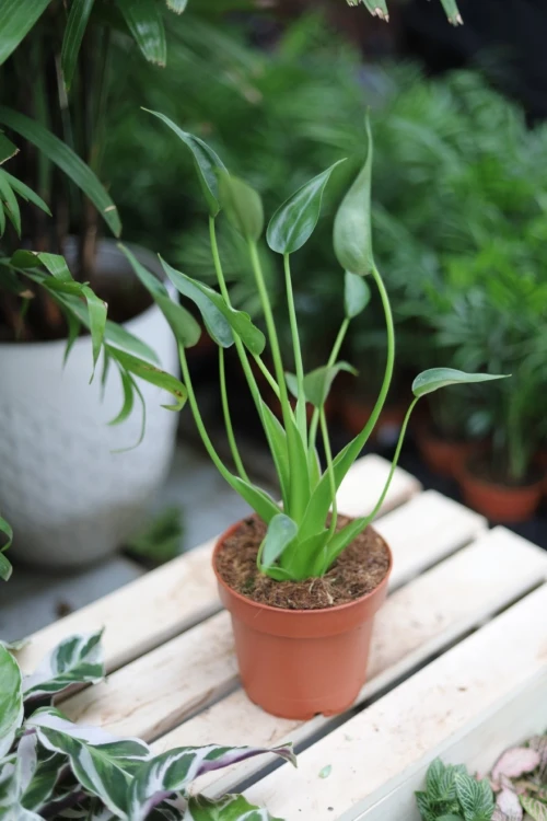alocasia tiny dancer (1).JPG