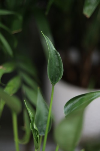 alocasia tiny dancer (2).JPG