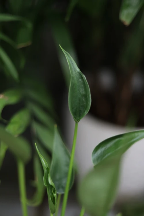 alocasia tiny dancer (2).JPG