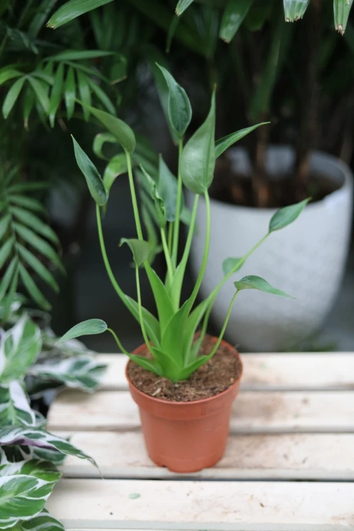 alocasia tiny dancer (3).JPG