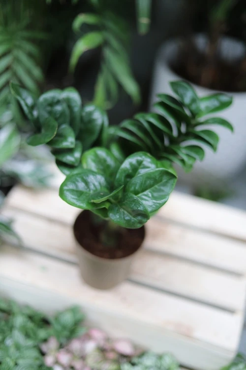 zamioculcas m (1).JPG