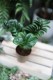 zamioculcas m (1).JPG