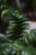 zamioculcas m (2).JPG