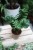 zamioculcas m (4).JPG