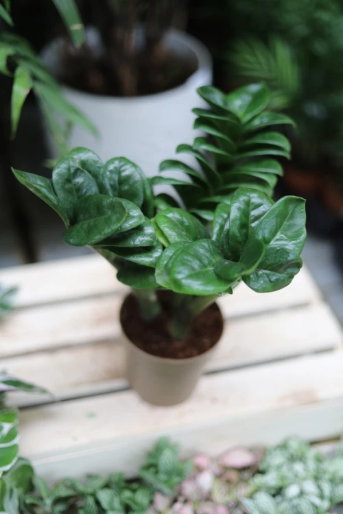 zamioculcas m (4).JPG