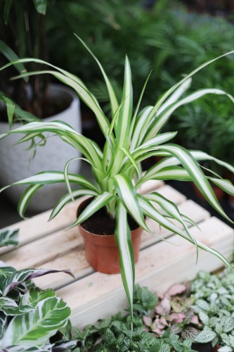 chlorophytum comosum variegatum (3).JPG