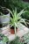 chlorophytum comosum variegatum (3).JPG