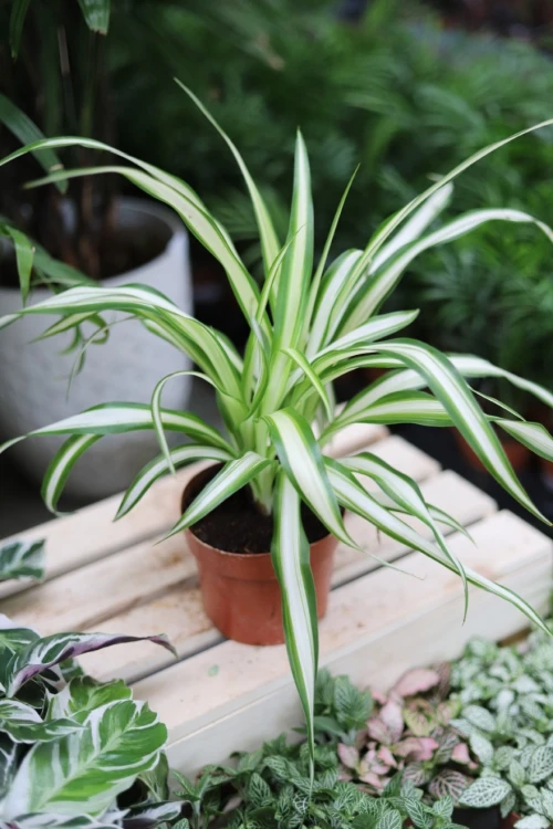 chlorophytum comosum variegatum (3).JPG