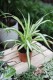 chlorophytum comosum variegatum (3).JPG