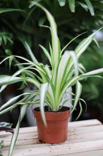 chlorophytum comosum variegatum (1).JPG