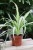 chlorophytum comosum variegatum (1).JPG
