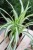 chlorophytum comosum variegatum (2).JPG