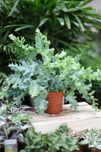 Phlebodium aureum 'Davana' (1).JPG