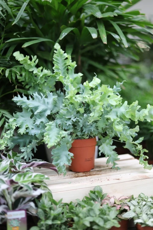 Phlebodium aureum 'Davana' (1).JPG